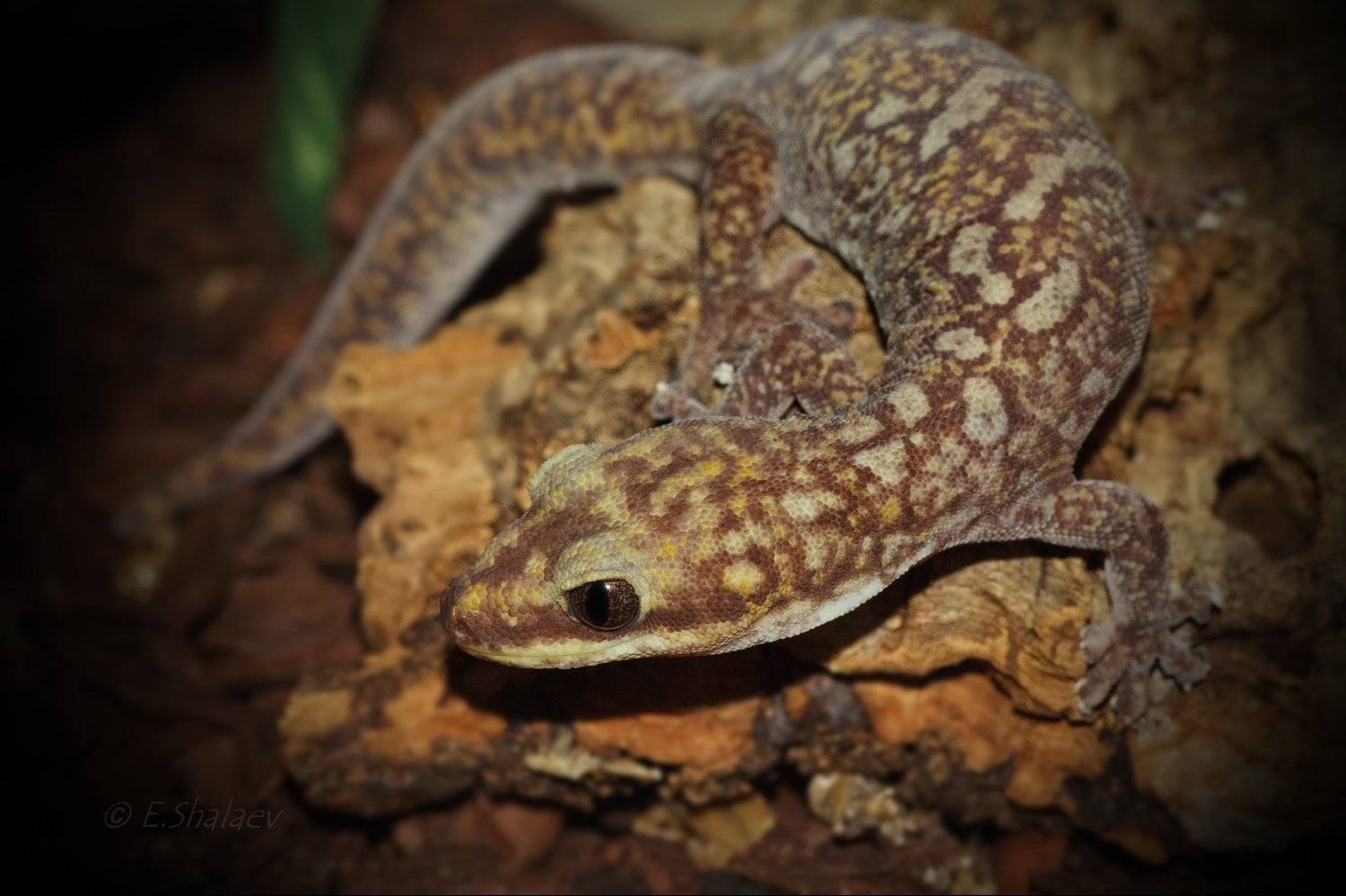 geckos, lizards, oedura monilis, reptilia, геккон, геккон бархатный, рептилия, ящерица, Евгений