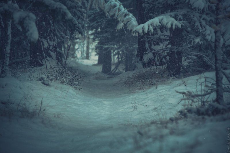 лес, пейзаж, тропа, тропинка, дорога, road, landscape Тропа... фото превью