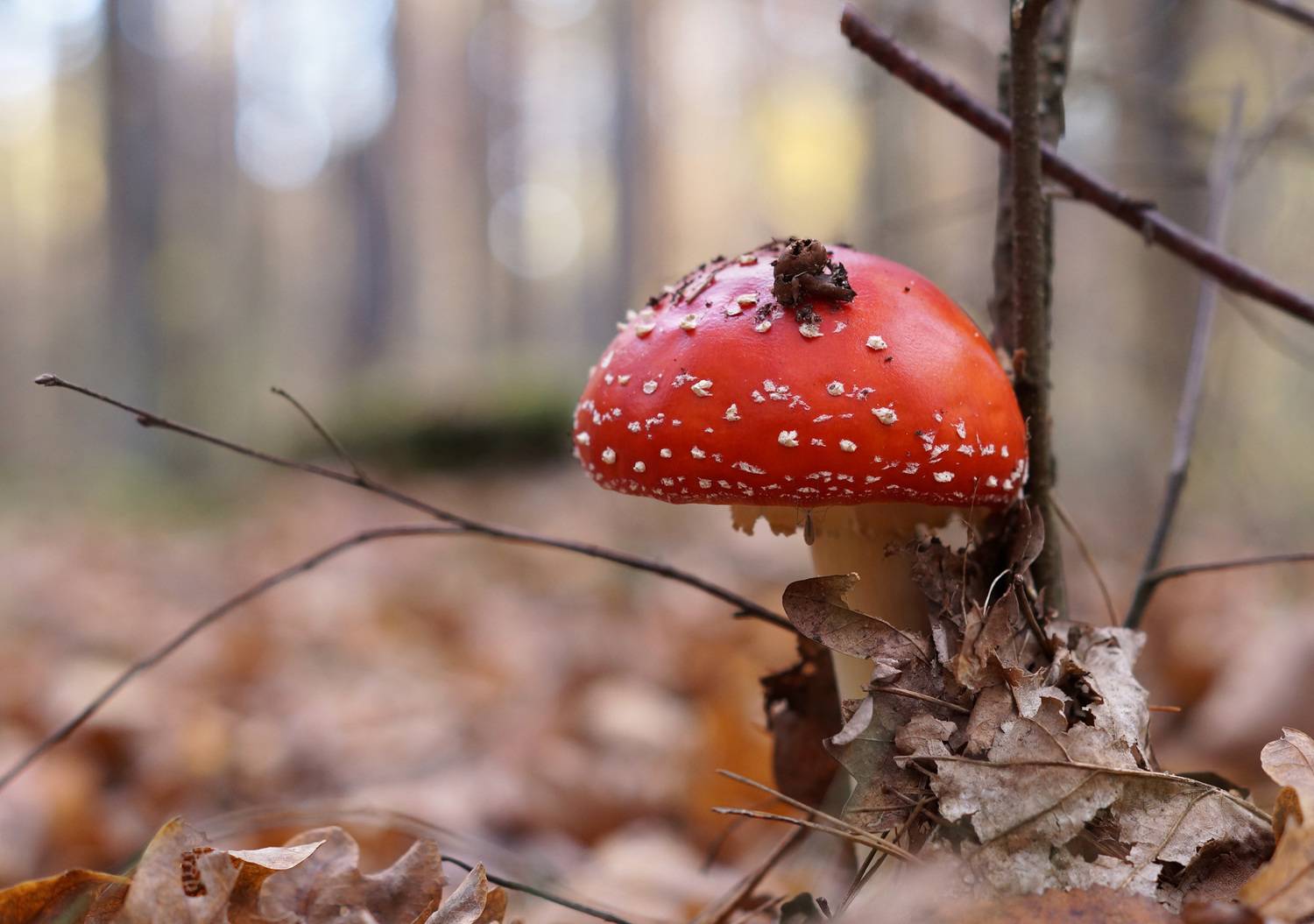 , Чепленко Алексей