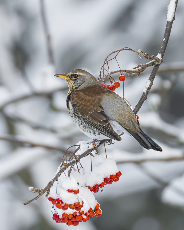 дрозд, рябинник, птицы, рябина, зима Рябина и рябинник фото превью