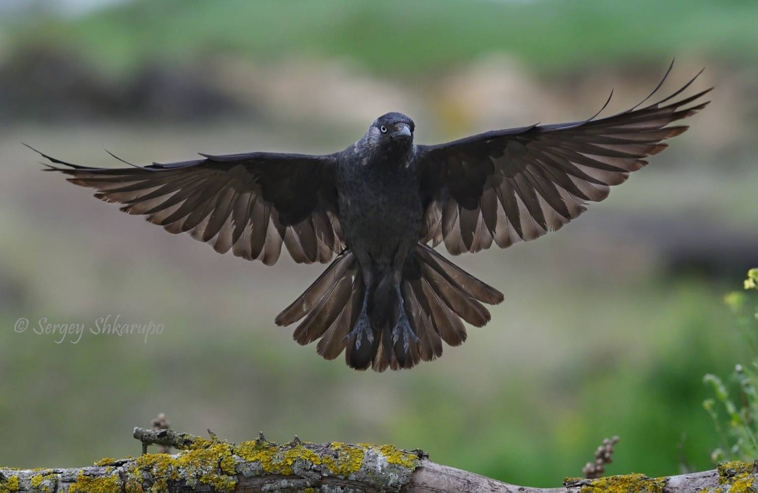 , Сергей Шкарупо