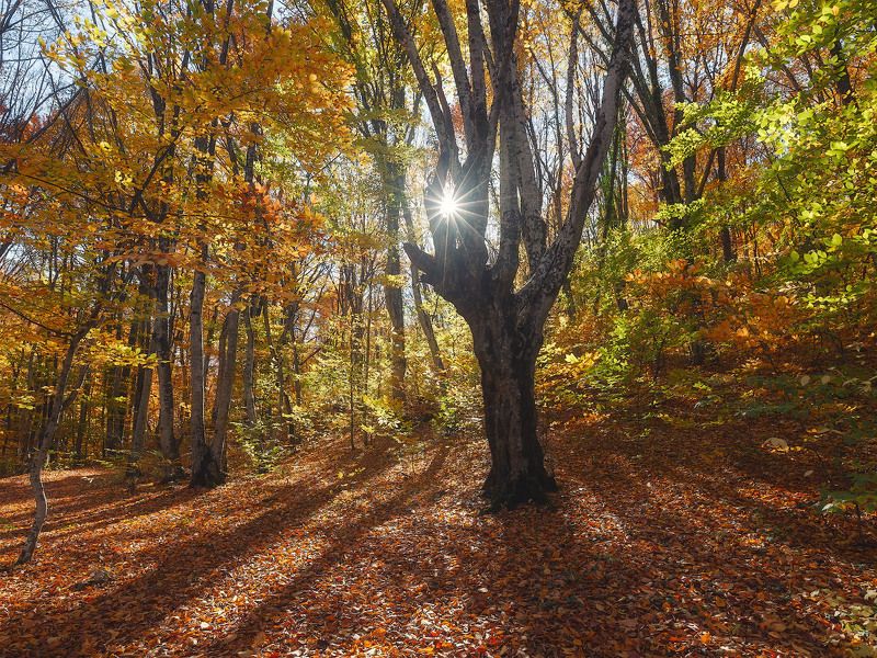 крым, осень, каньон. Осень в Большом каньоне Крыма. фото превью