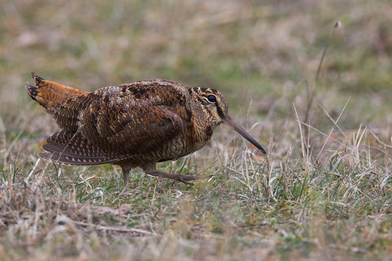 , Дмитрий Шевцов
