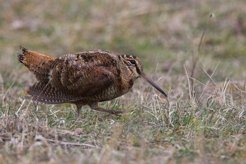 Вальдшнеп фото превью