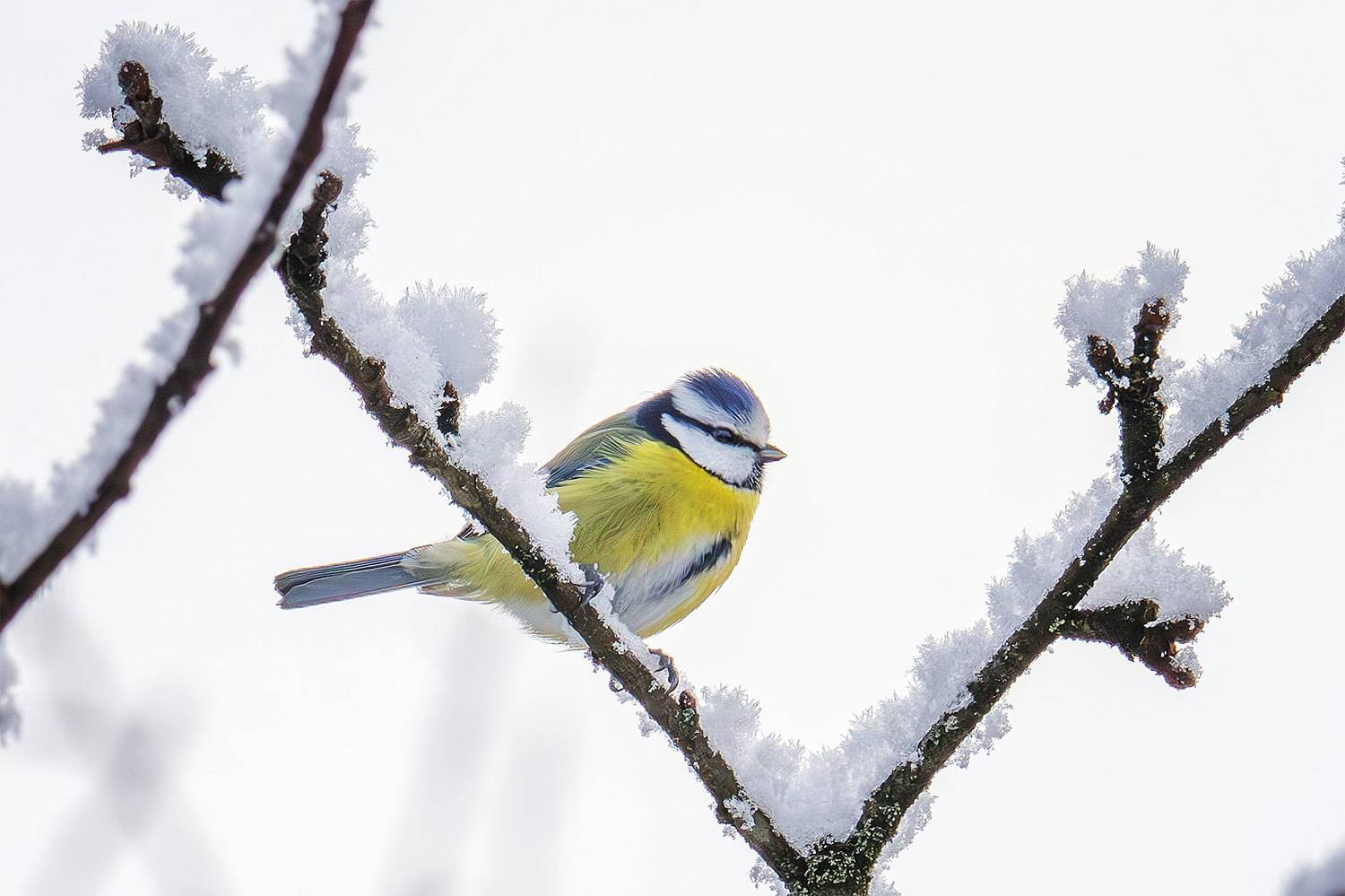 , Морозов Сергей