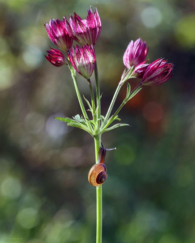 улитка  фото превью