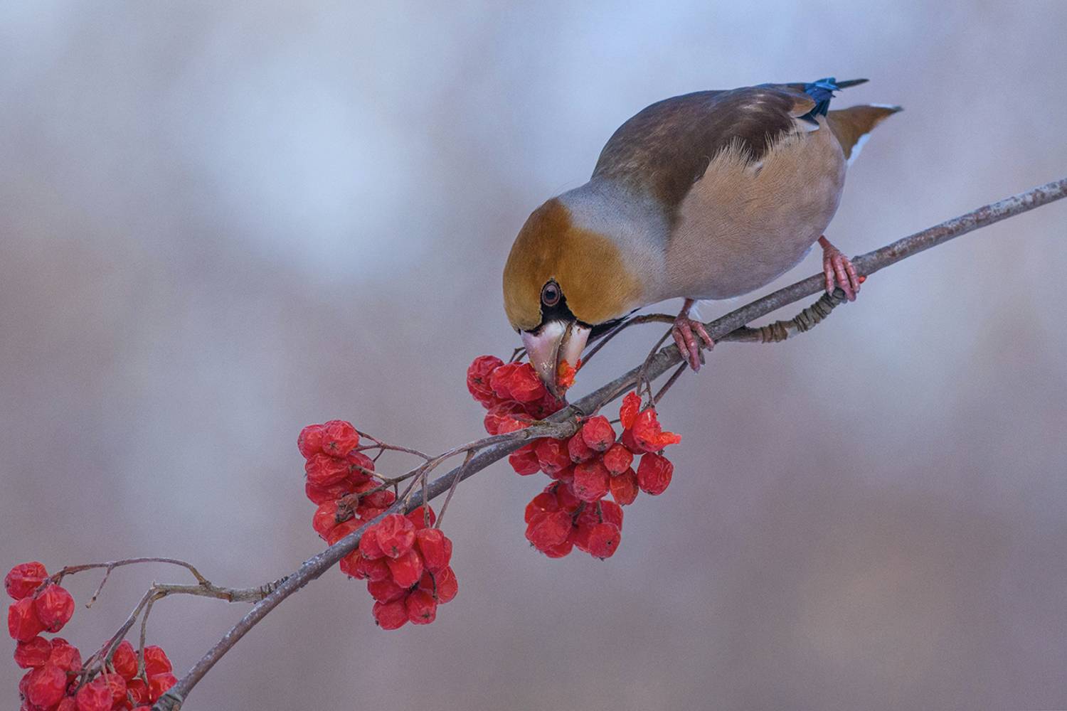 дубонос,самец,обед,рябина,зима, Иван