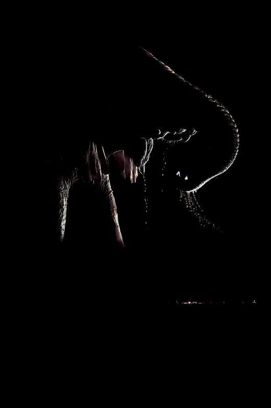 Слоны - полуночники фото превью