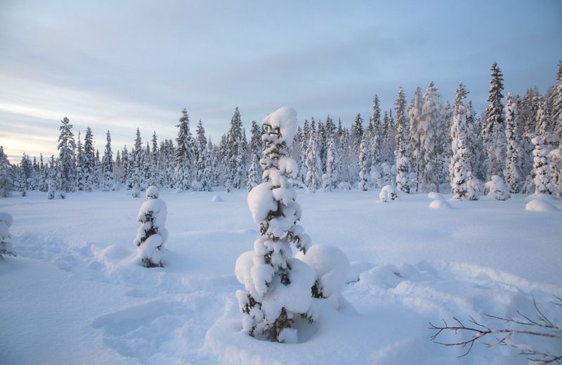 сугробы, снег, мороз, лес, сосны, зима В снежном плену фото превью