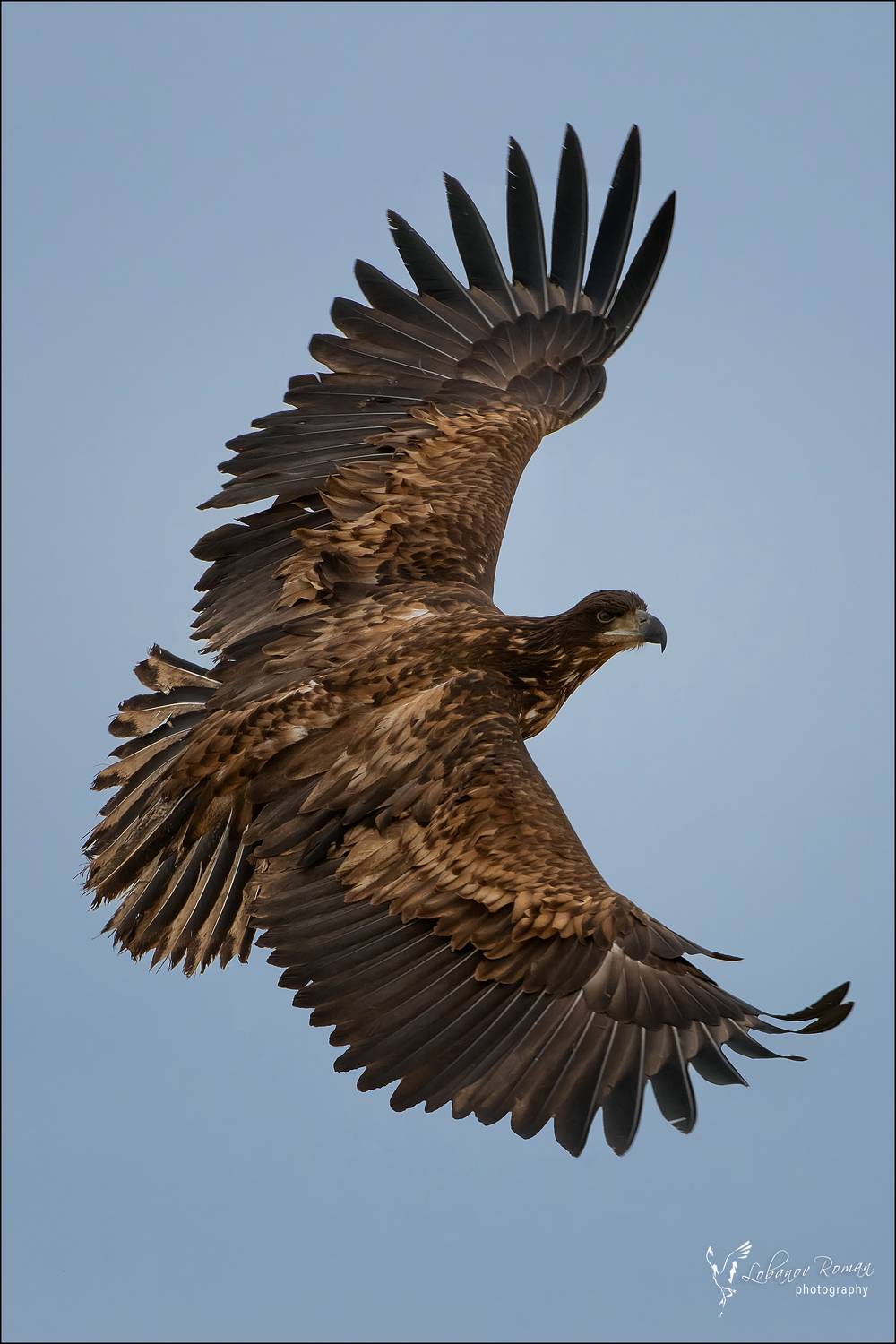 , Лобанов Роман