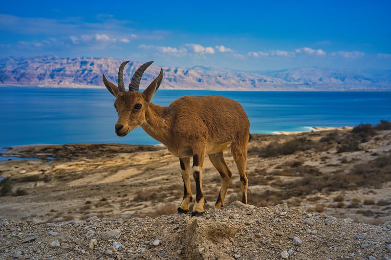 The Dead Sea ... фото превью