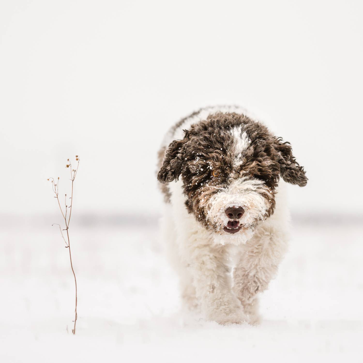 Snow. Автор: Dmitry Ishniyazov , Dmitry Ishniyazov