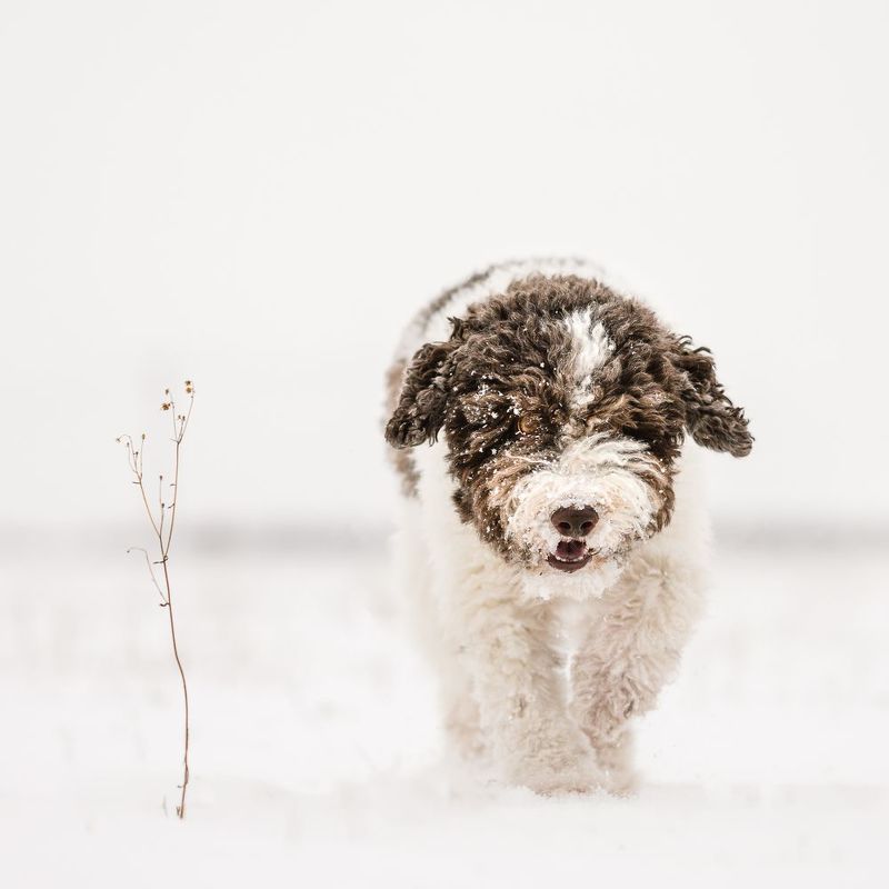 Snow фото превью