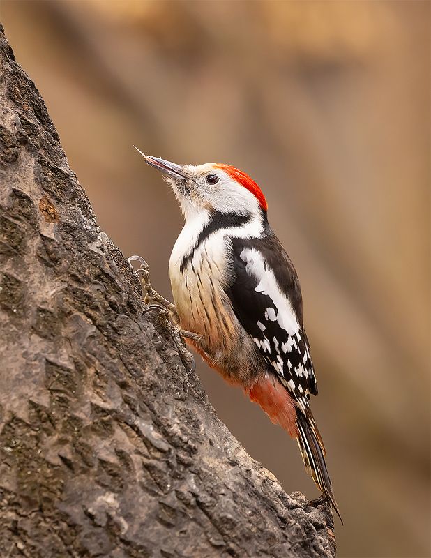 Woodpecker фото превью