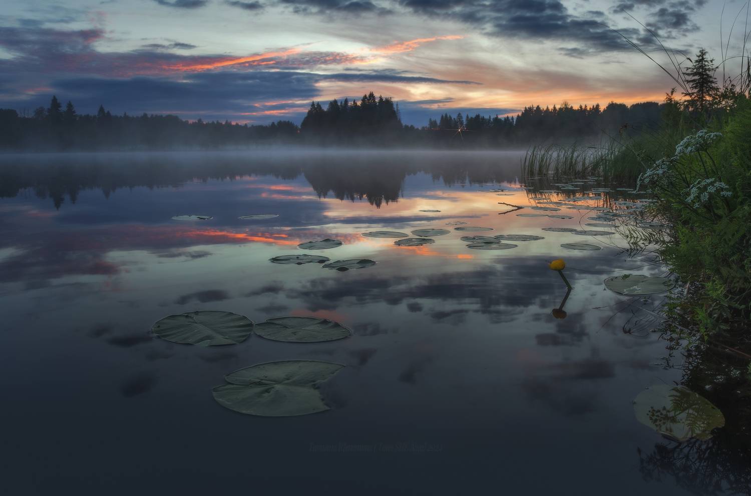 луга, ленобласть, пейзаж, рассвет, туман,  landscape, nature, природа, foggy, forest, болото, белая ночь, ленинградская область, Щепотина Татьяна