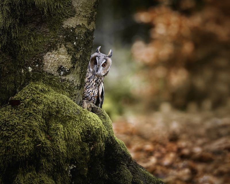 #LongEaredOwl #WildlifePhotography #NatureLovers #ForestLife #OwlWatching #MajesticBirds #MossyTrees #StealthInNature #WoodlandBeauty Hide and seek фото превью