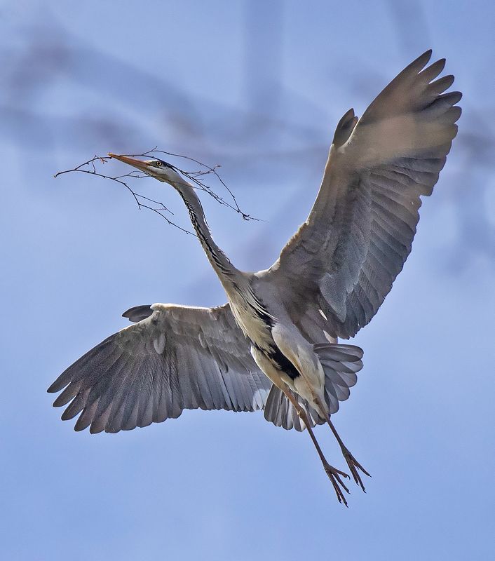 цапля птица Серая цапля и ветка надежды фото превью