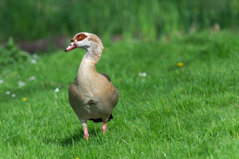 нильский гусь, египетский гусь, nature; wild; wildlife; animal; animal portrait; bird; goose; geese; waterbird; egyptian goose; nile goose; alopochen aegyptiaca Страж фото превью
