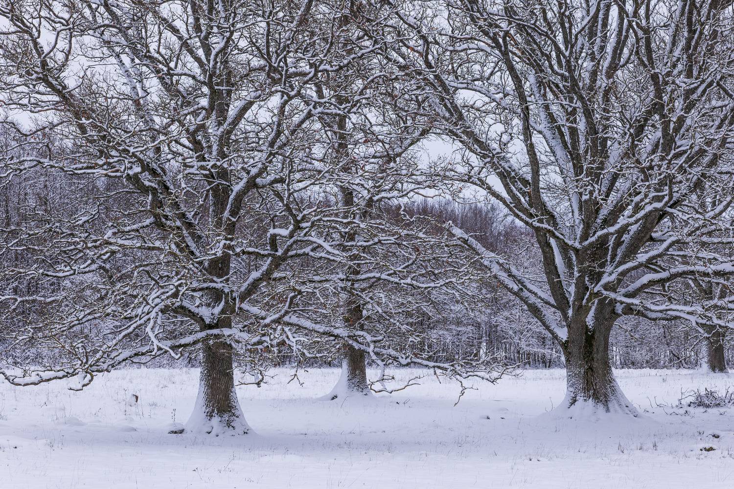 , Гордон Николай