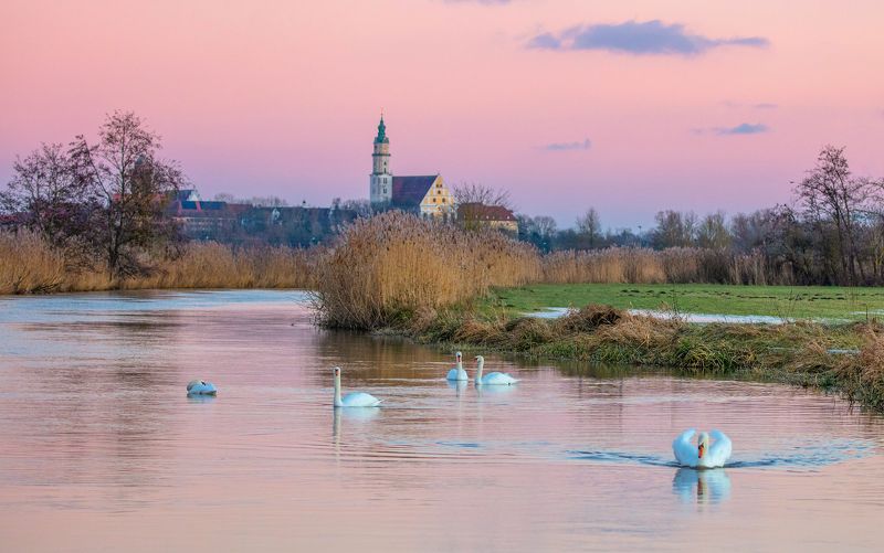germany, winter, see, lake, deutschland, birds, sunset, nature, swan  фото превью