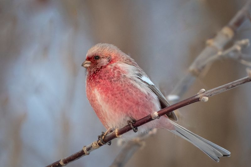 урагус, птицы, яркий, снегирь Урагус фото превью