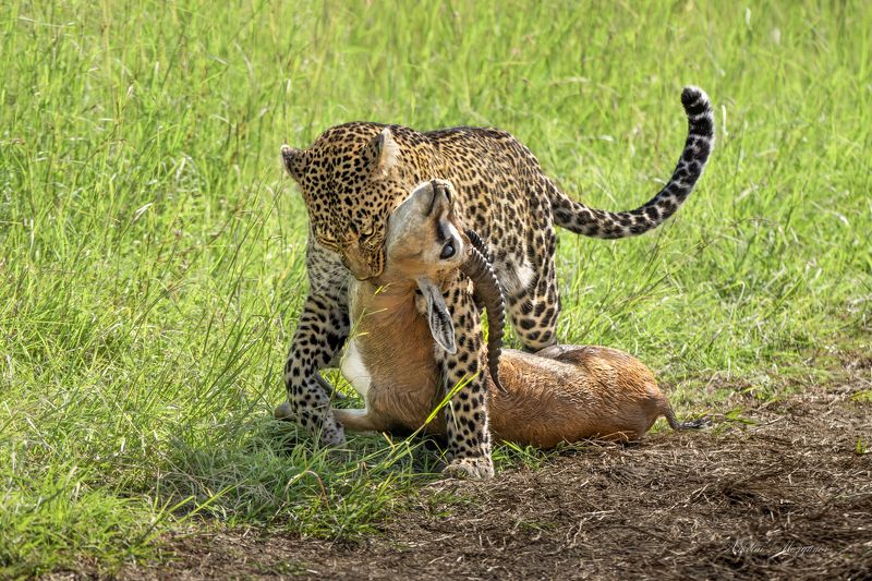 Леопард с добычей фото превью