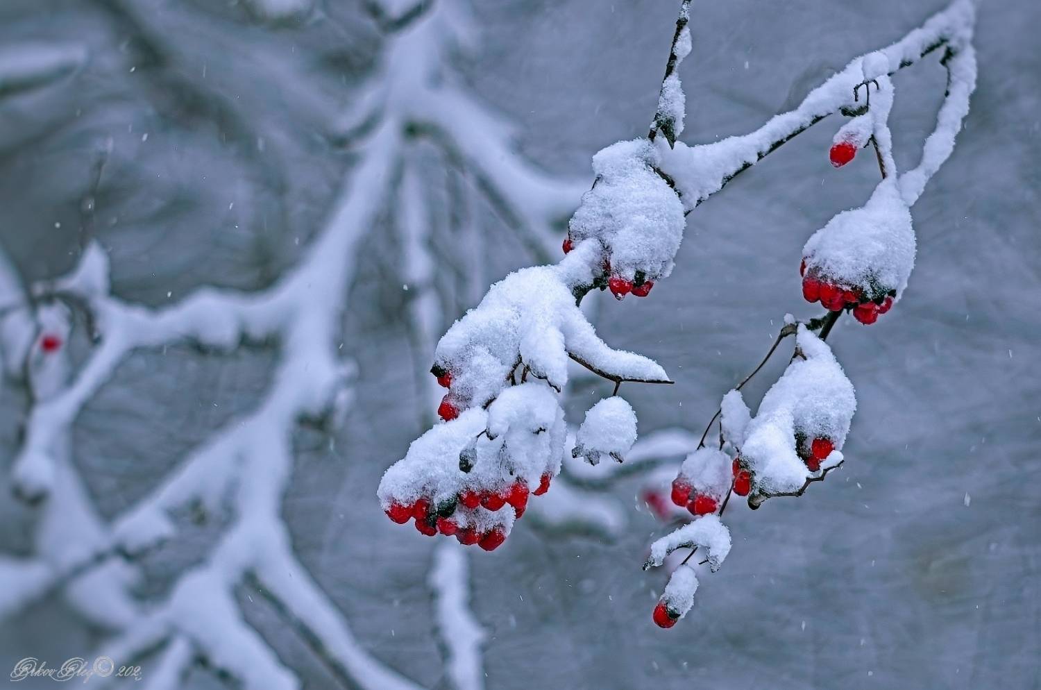 , Орлов Олег