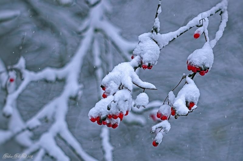 *** фото превью