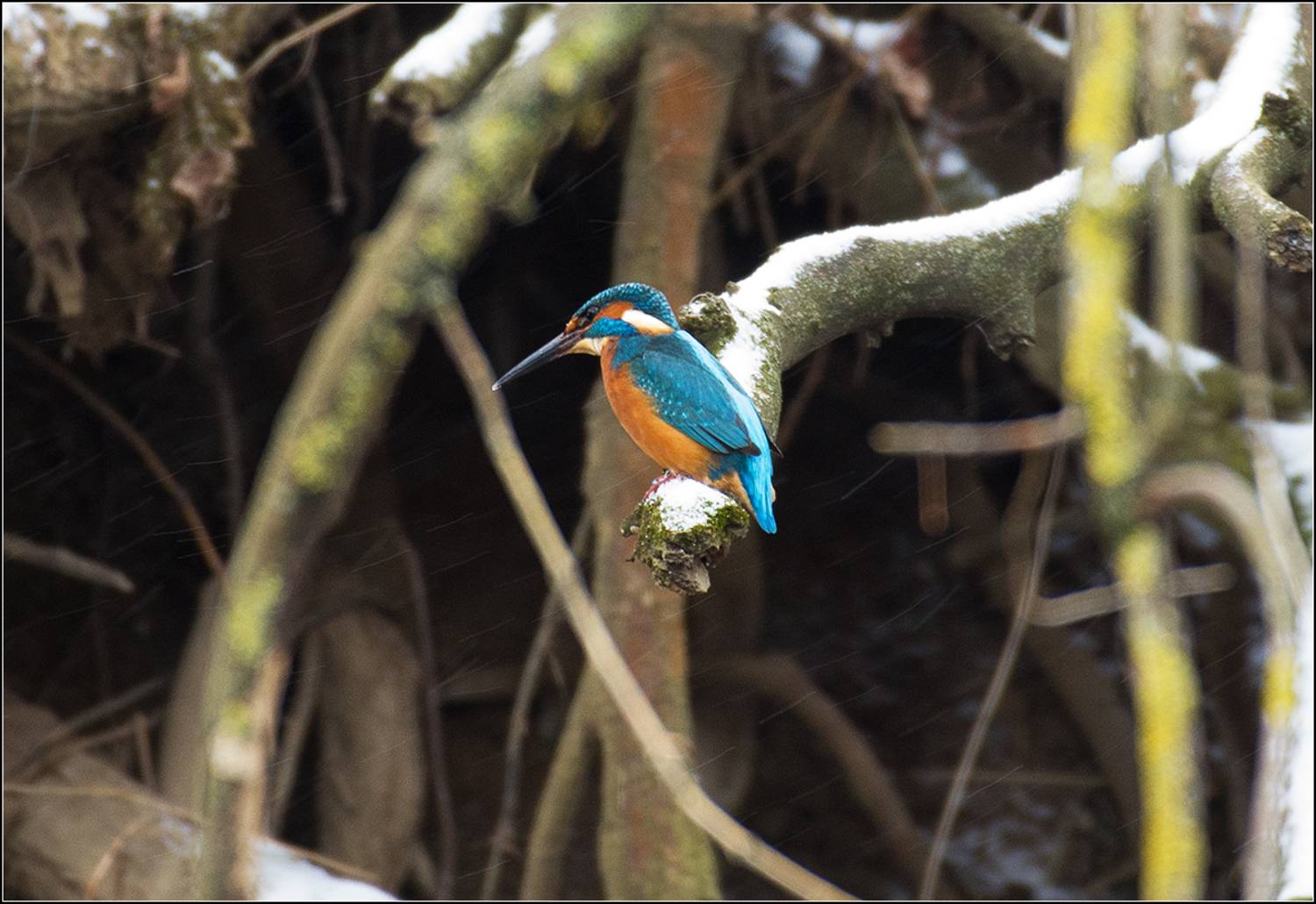 москва, январь, парк, птица, АНАТОЛИЙ ДОВЫДЕНКО
