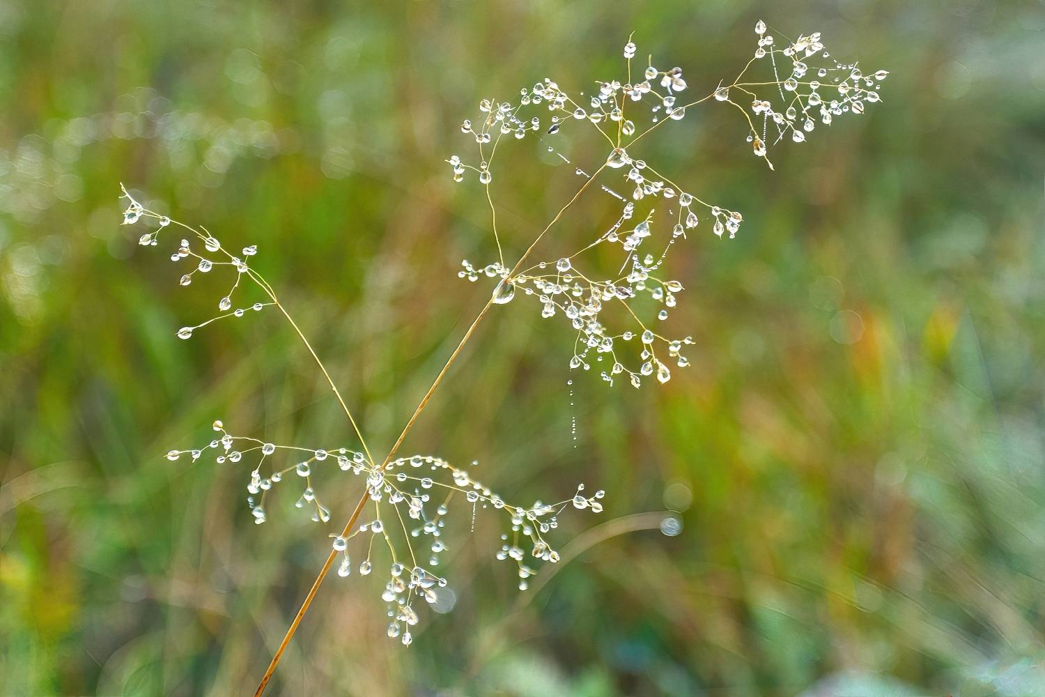 лето, утро, роса, травинки, Юрий Спасенников
