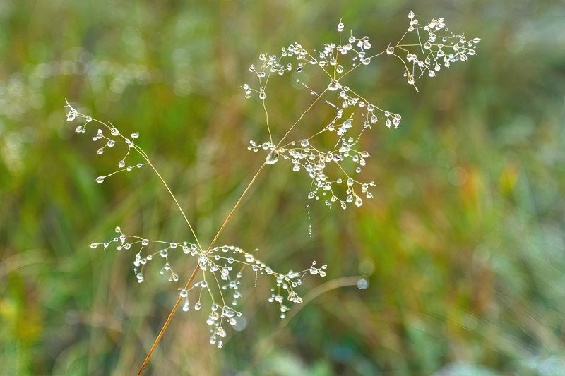 лето, утро, роса, травинки Нежность летнего утра фото превью