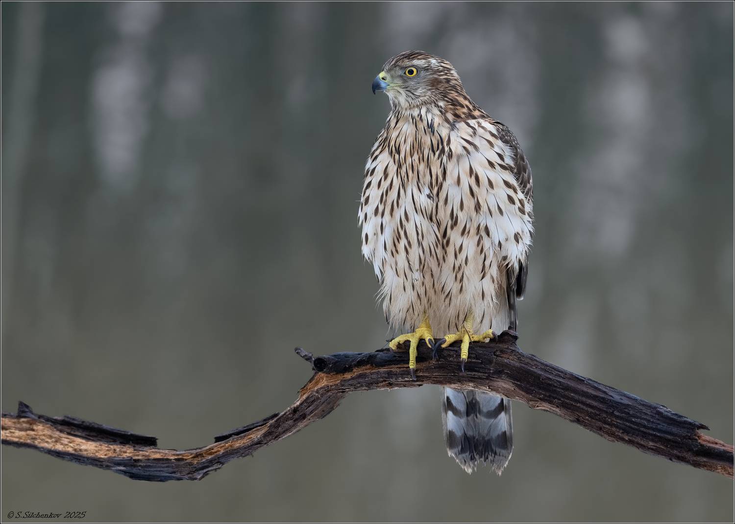 , Сергей Сильченков