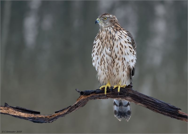 Самка ястреба-тетеревятника фото превью