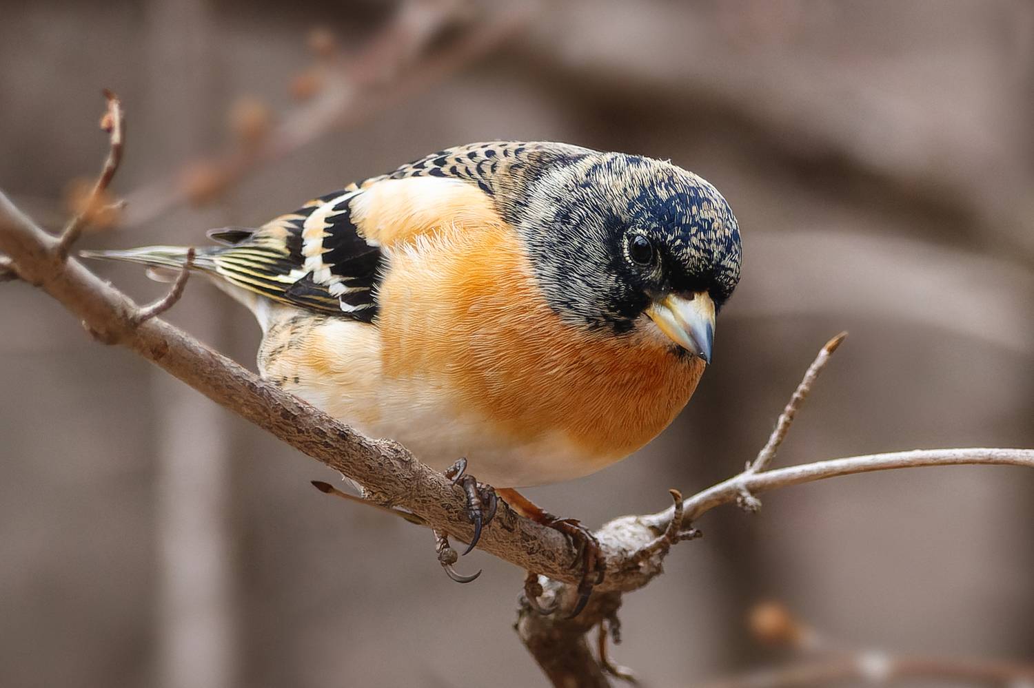 вьюрок, птицы, кисловодский парк, fringilla montifringilla, Римма Герасименко