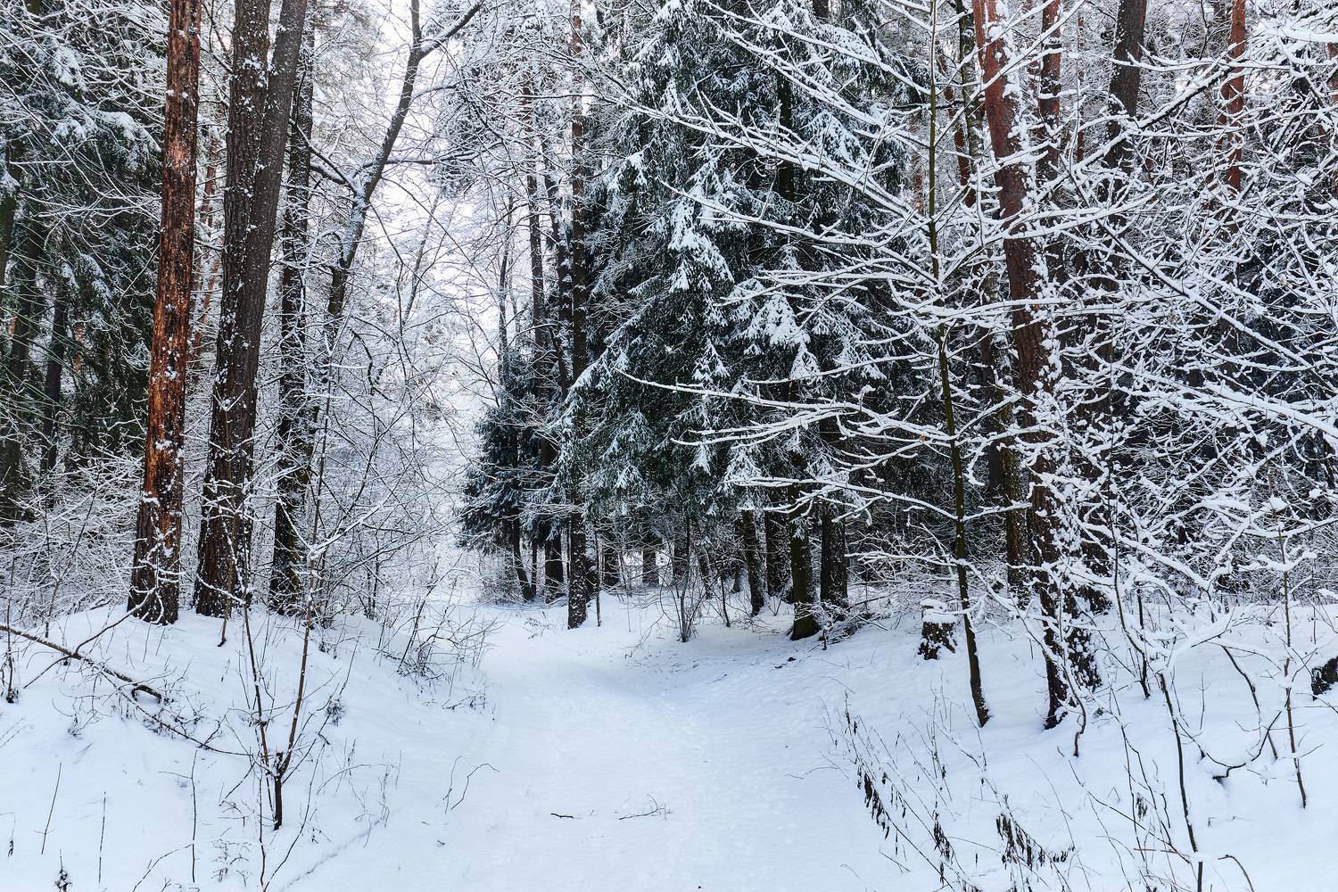 зима, лес, снег, Валерий Вождаев
