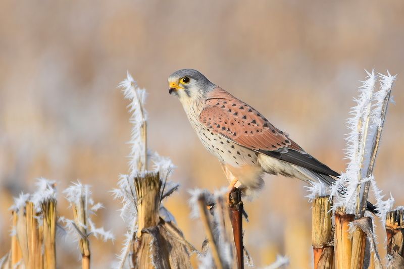 Пустельга обыкновенная фото превью