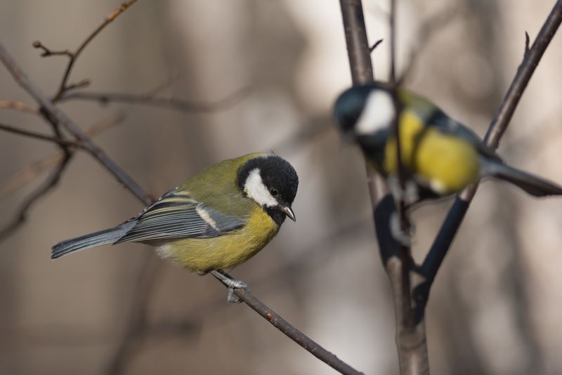 синица, синицы, птица, птицы, лес, бор, осень, новосибирск Пара фото превью