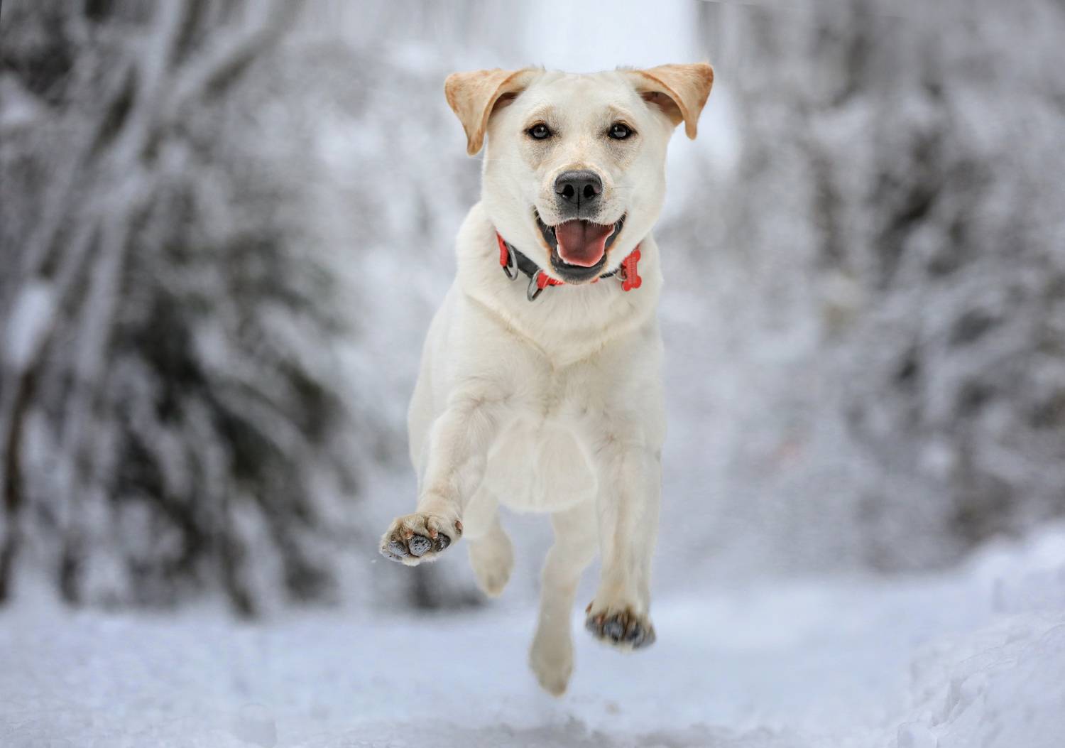 , Андрей Ершов