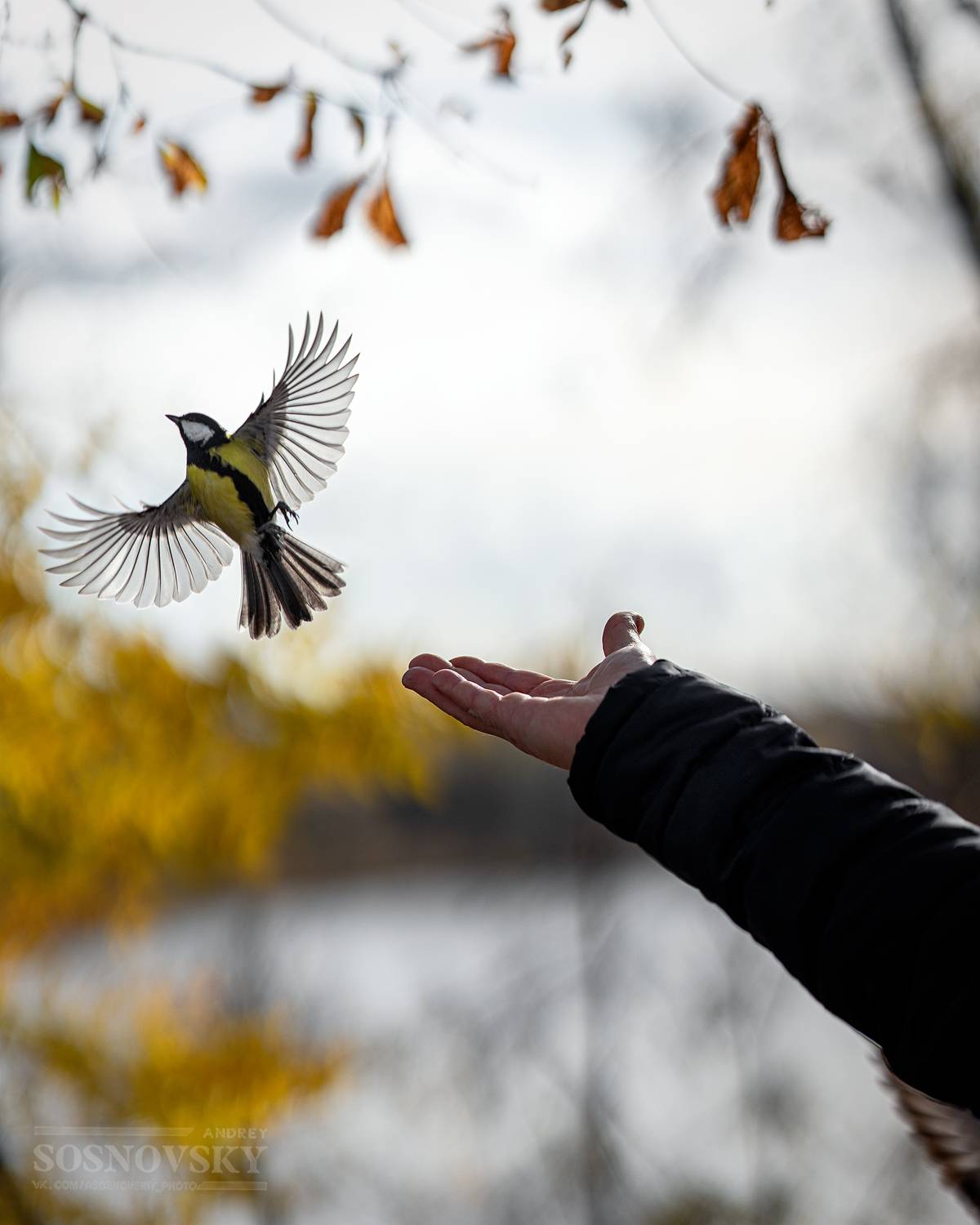 , Сосновский Андрей