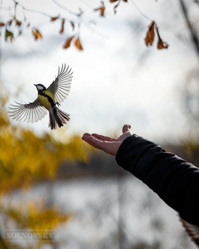 Свободный полет фото превью