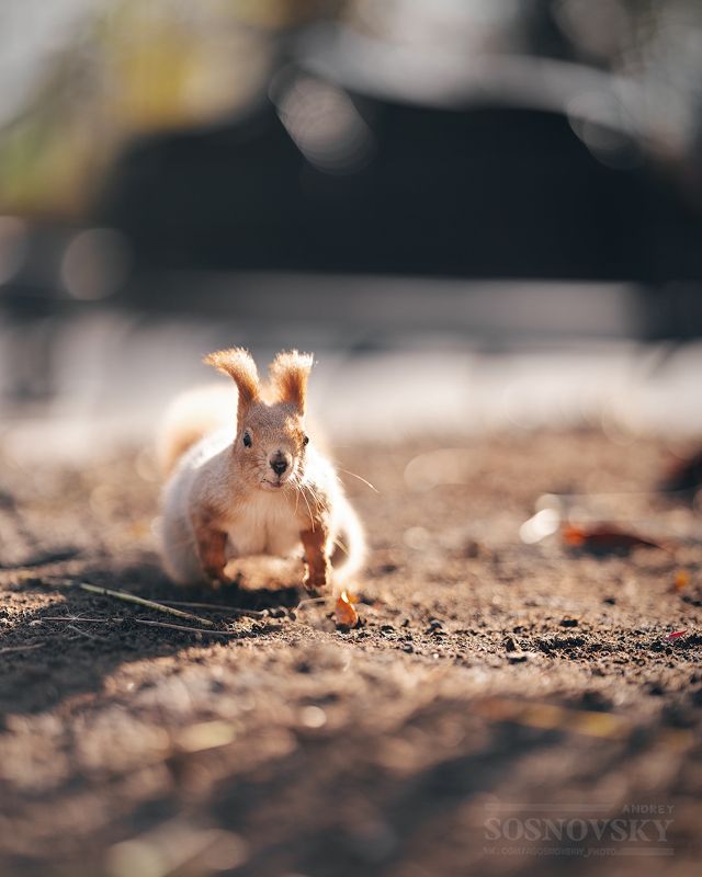 Запасливая добытчица фото превью
