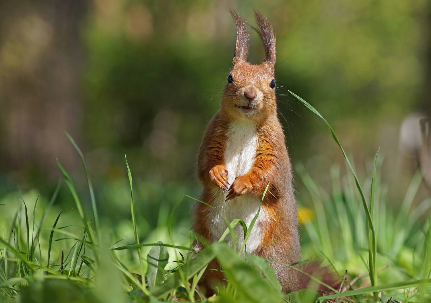 , Чепленко Алексей