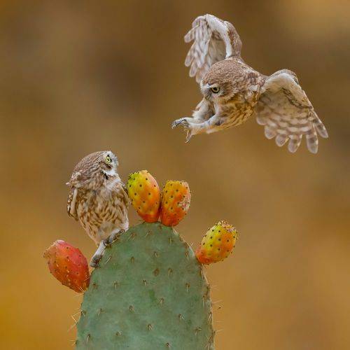 Little owls