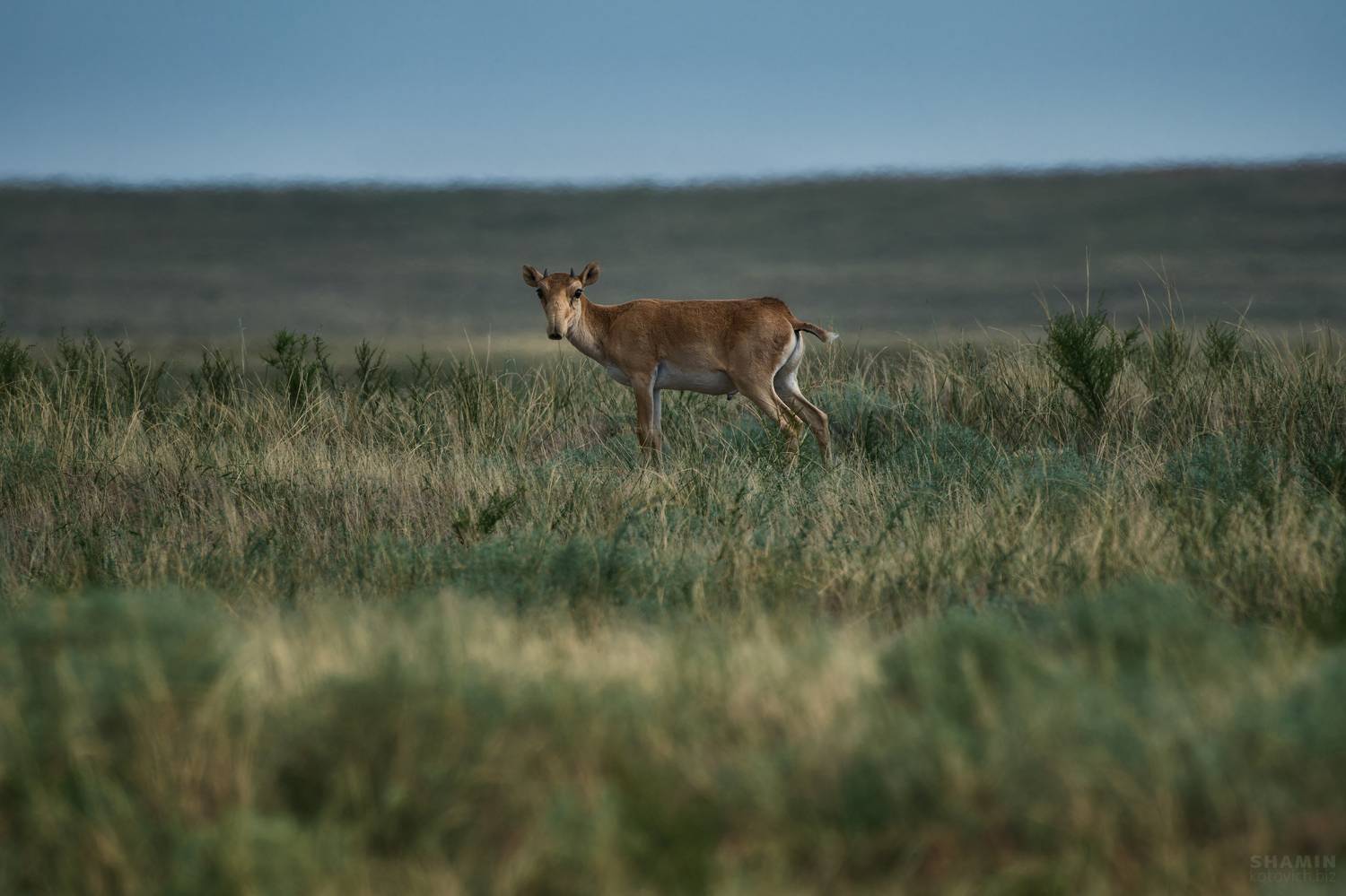 , Константин Шамин