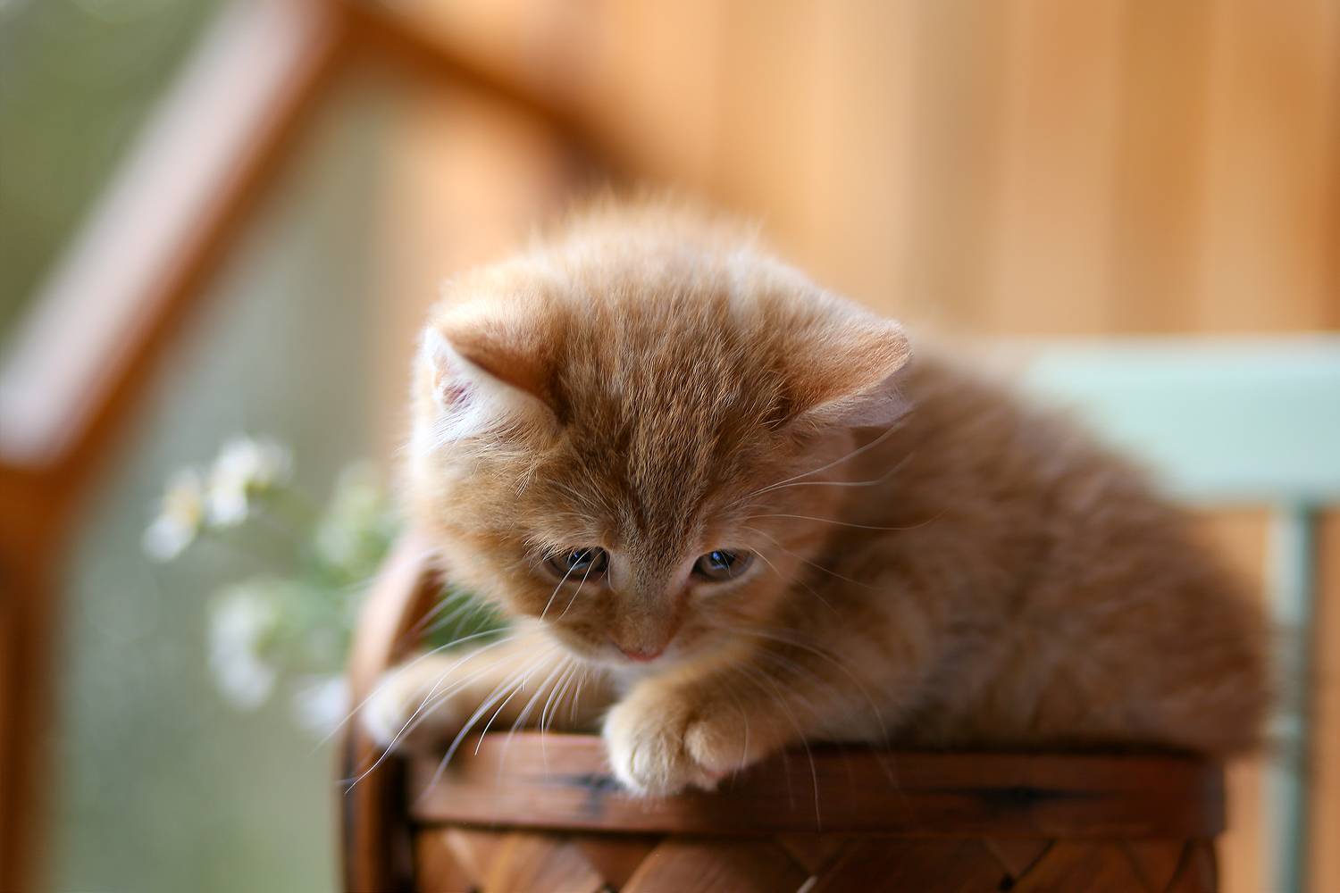 котенок,корзина,дом, тепло, уют, ИРИНА ГОРЮКИНА