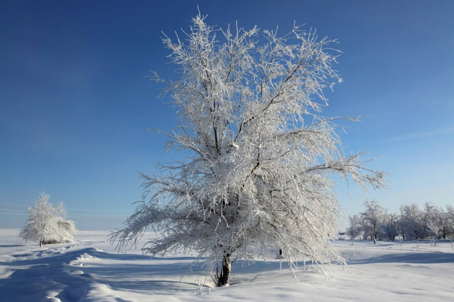 , Murat Kuzhakhmetov