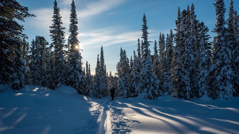 ергаки, поляна, светлое, снег, зима, ели, кедры В краю мохнатых елей фото превью