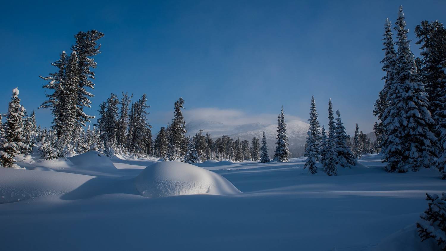 ергаки, луг, гора, тушканчик, снег, зима, ели, метель, Юрий Мальцев