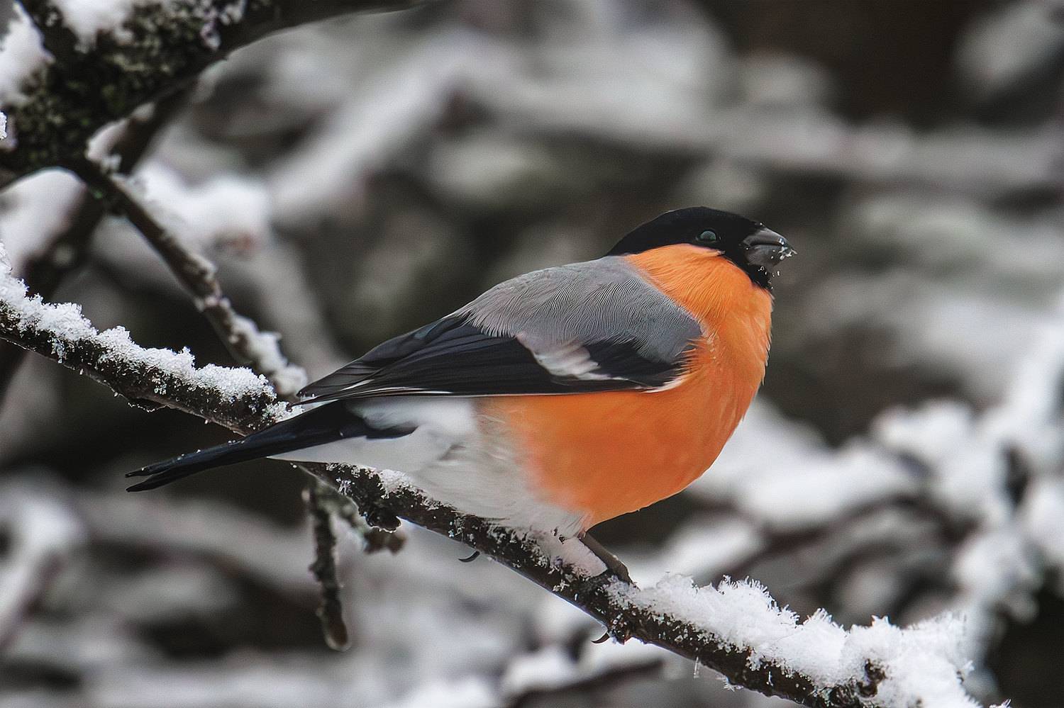 , Морозов Сергей