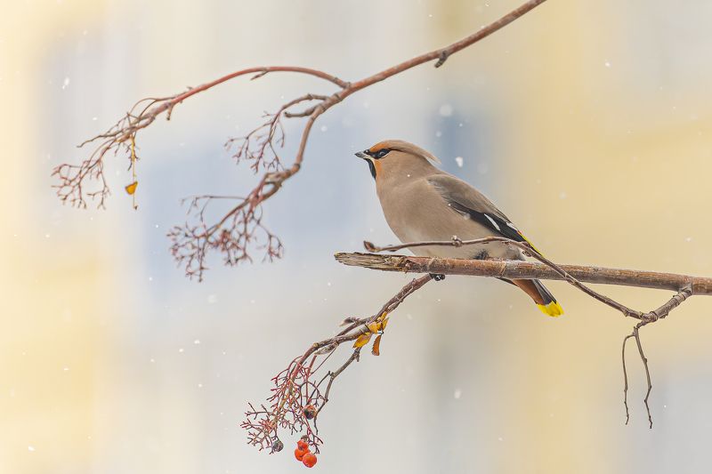 птицы, свиристель, рябина, снег, первый снег Первый снег. Свиристель фото превью